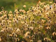 Golden-hour wildflower meadow