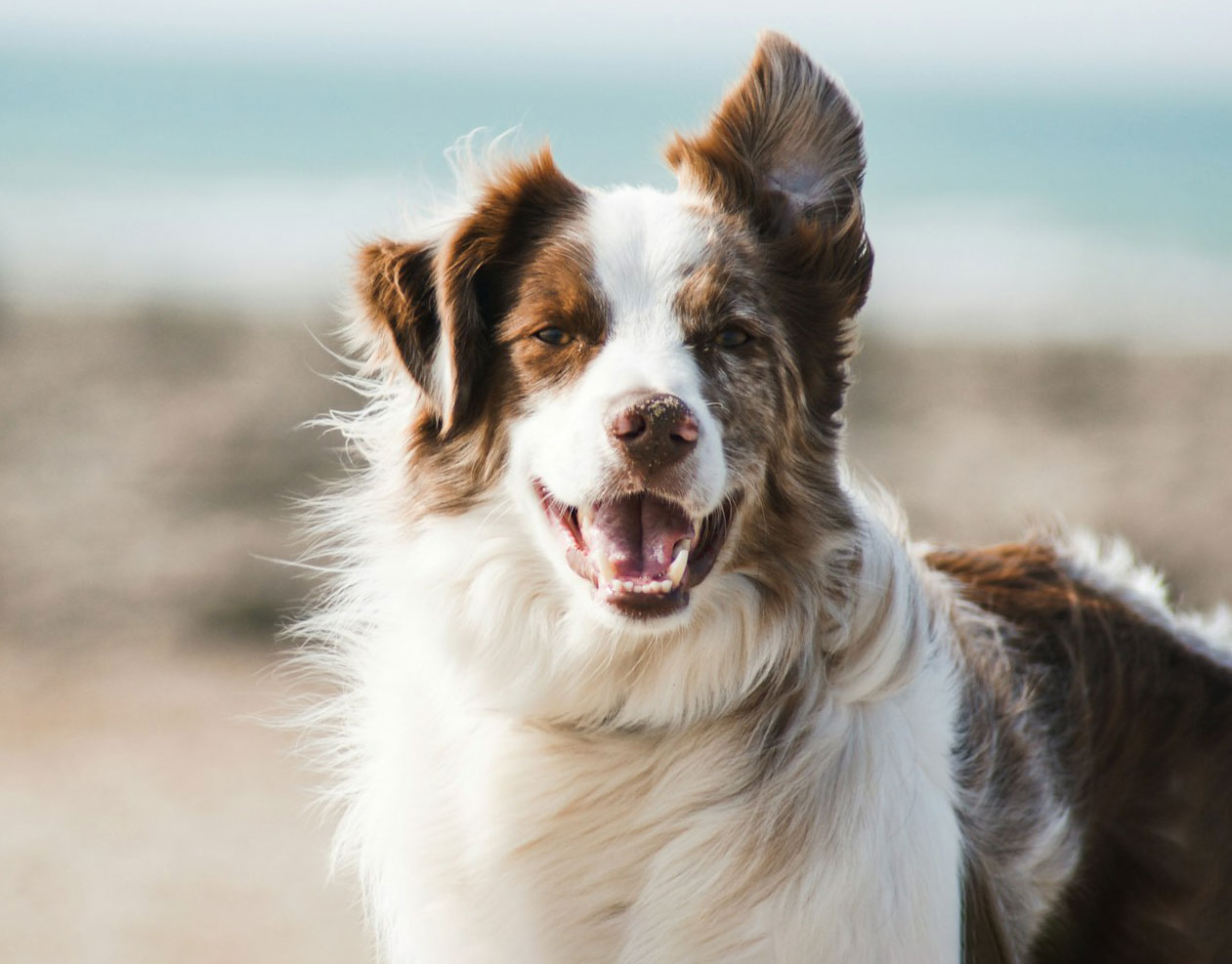 Family dog relaxing at home