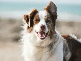 Family dog relaxing at home