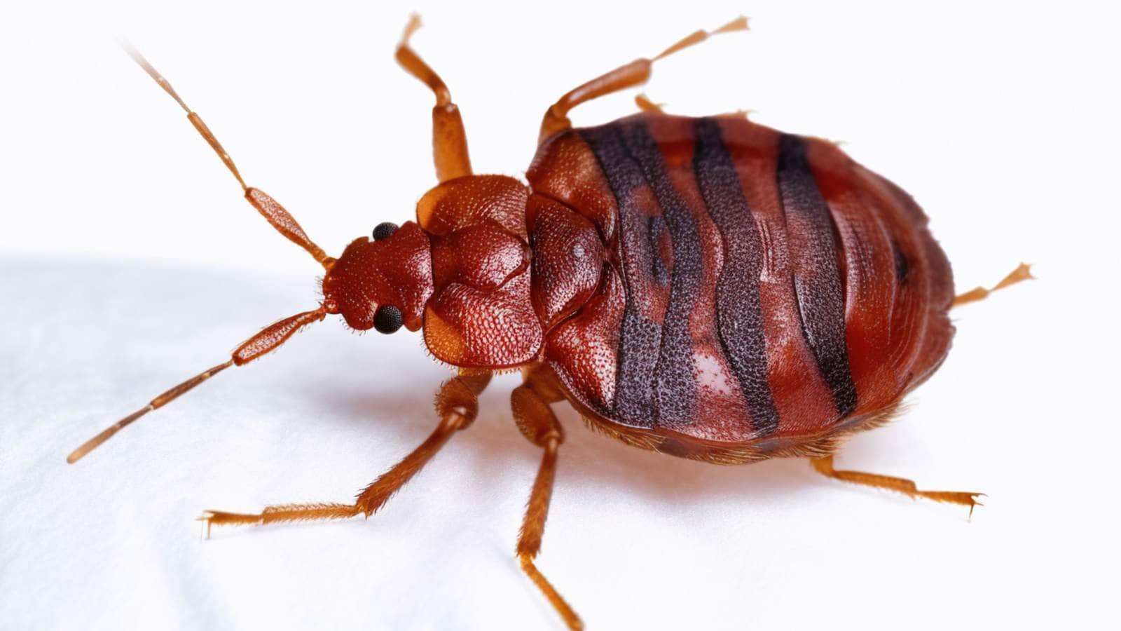 Bed bug close-up