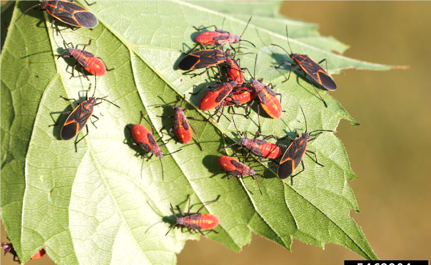 Boxelder bug close-up