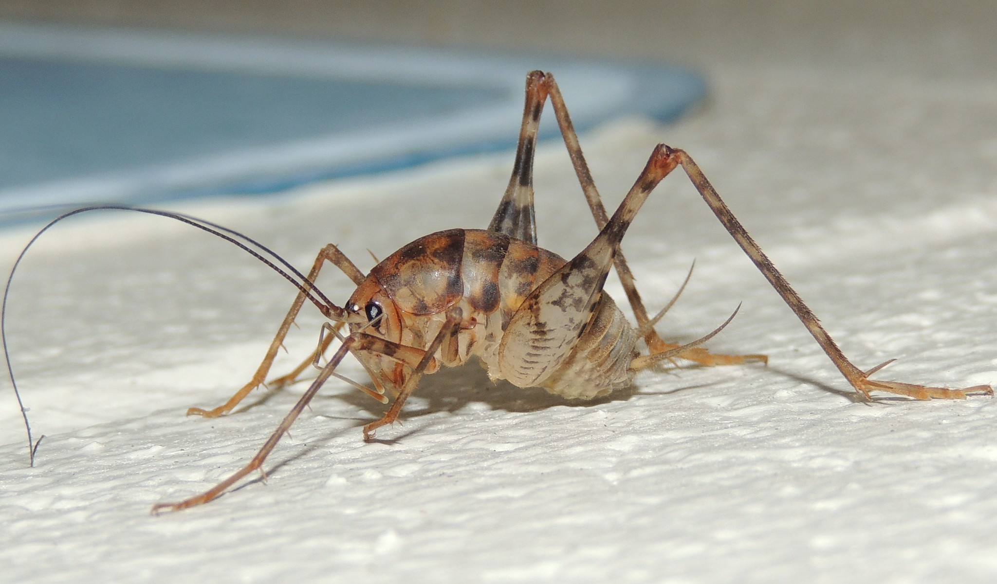 Cave cricket close-up