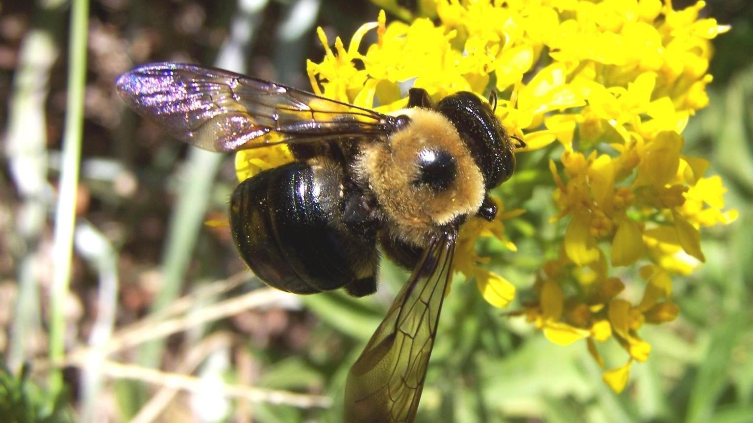 Carpenter bee close-up