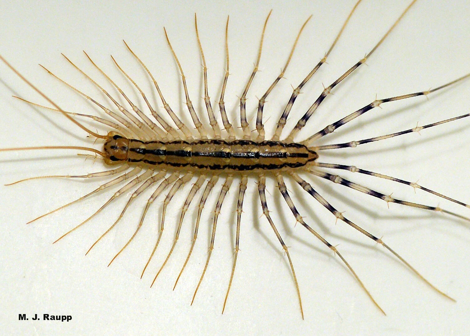 House centipede
