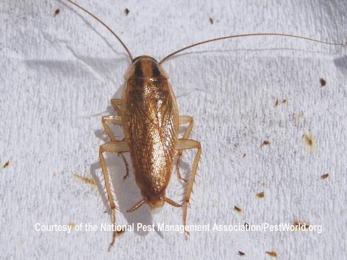 Cockroach close-up