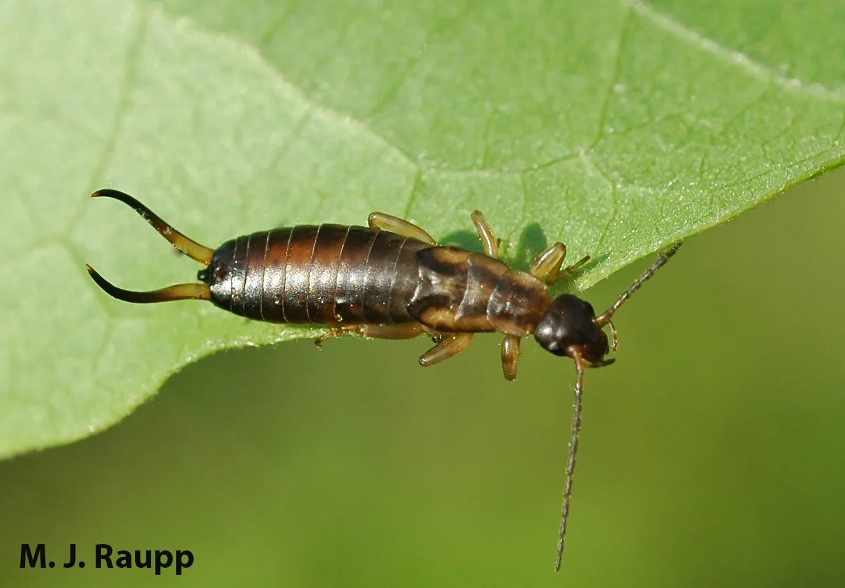Earwig close-up