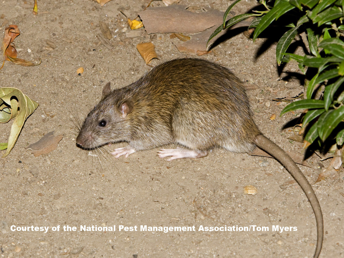 Brown rat macro