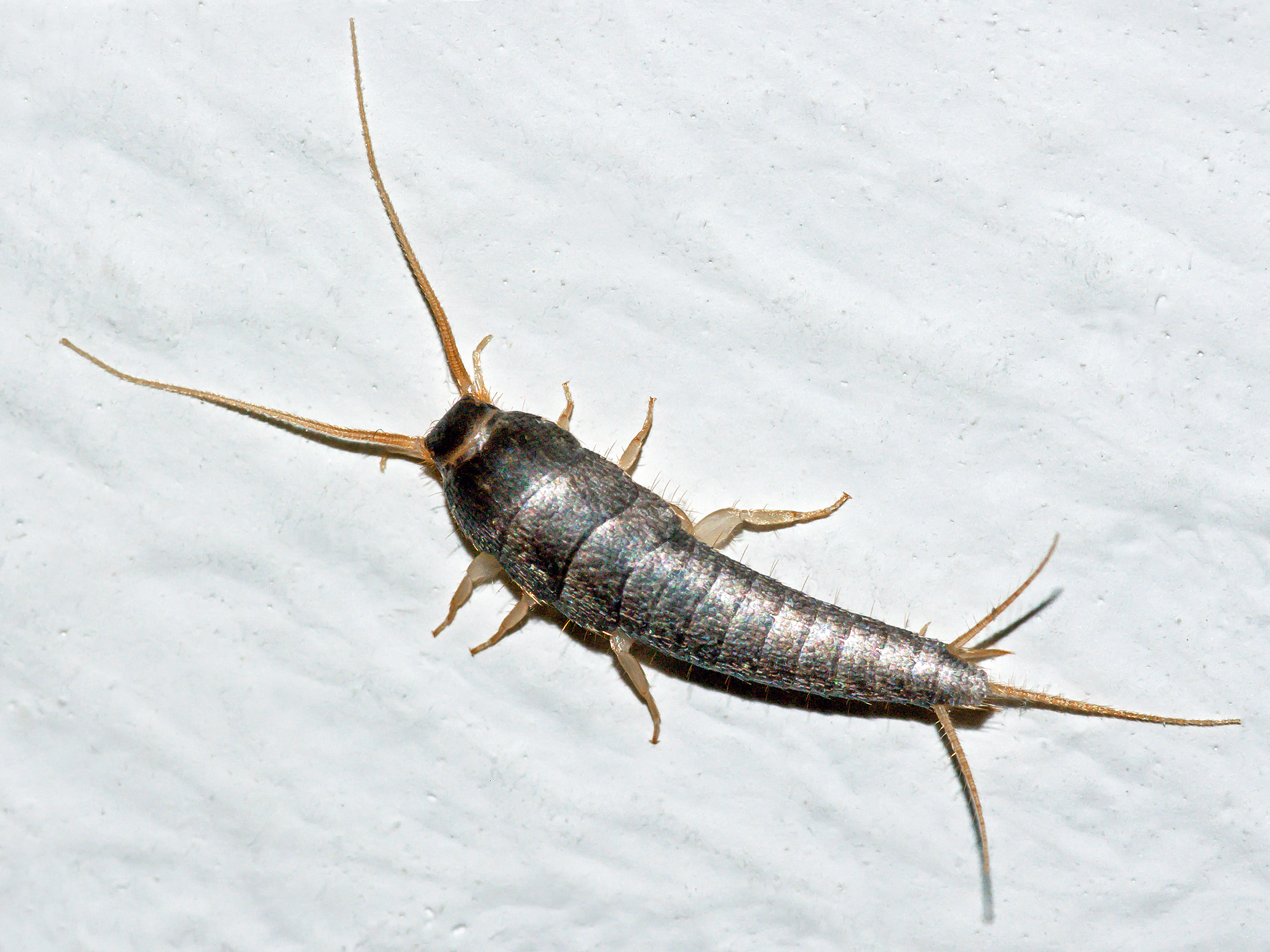 Silverfish macro