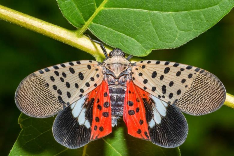 Spotted lanternfly close-up
