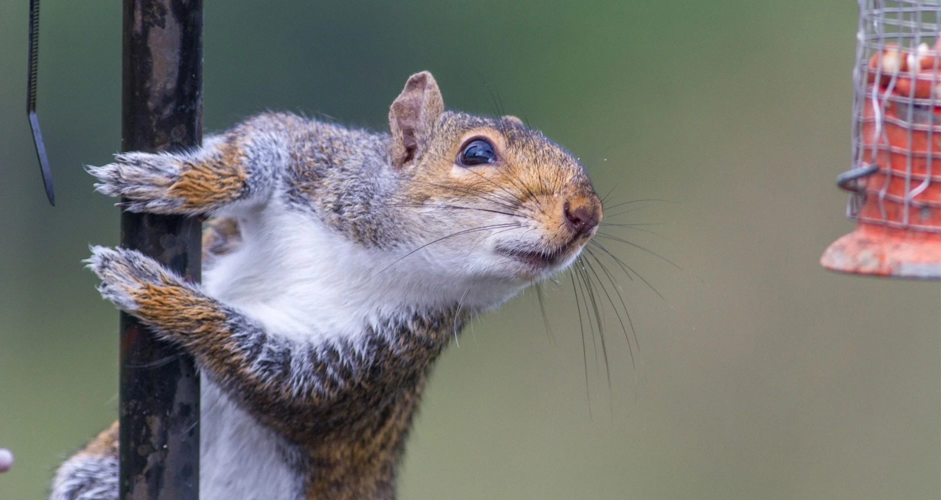 Eastern gray squirrel
