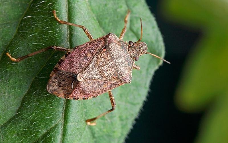 Stink bug on leaf