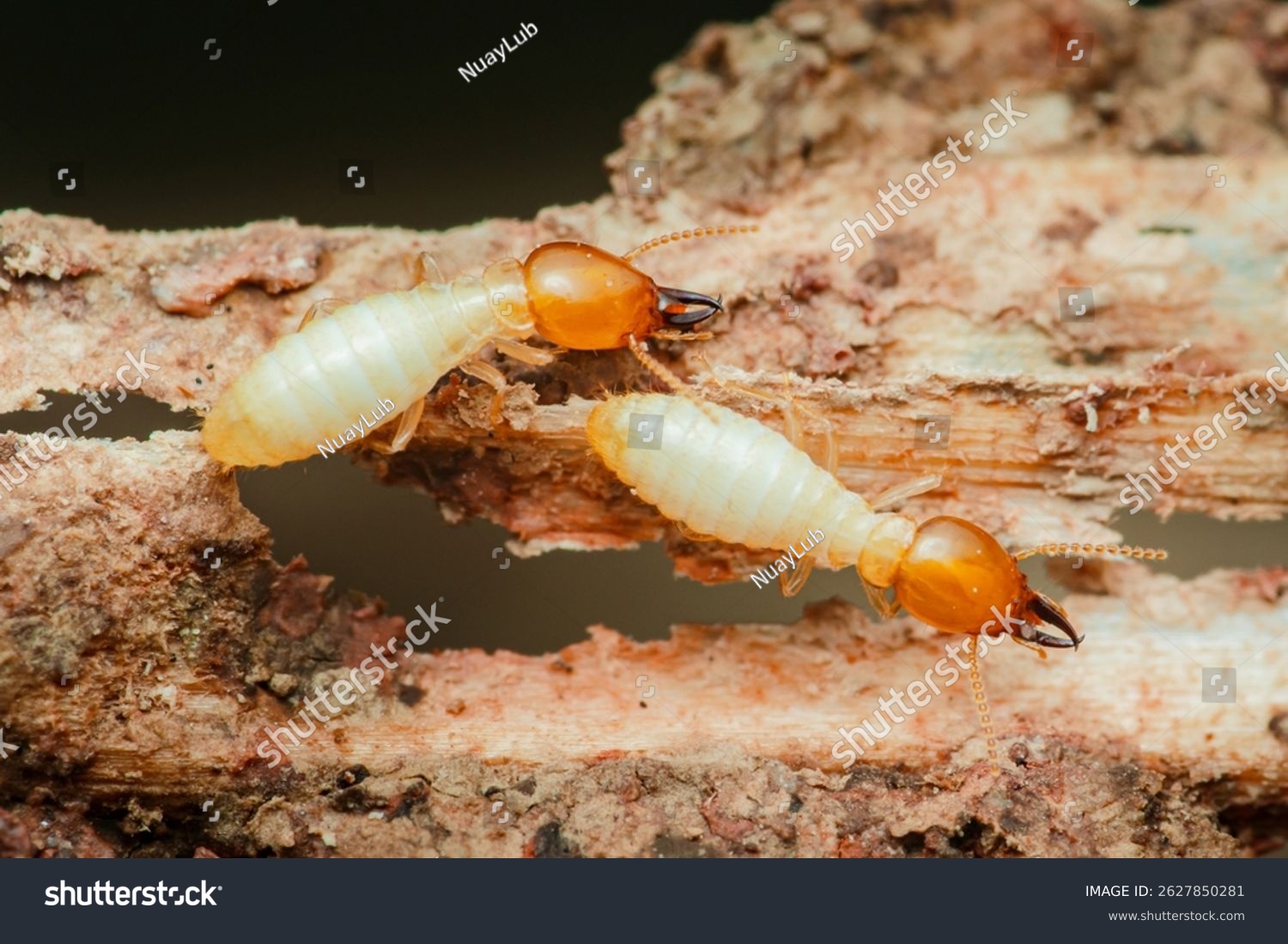Termite macro