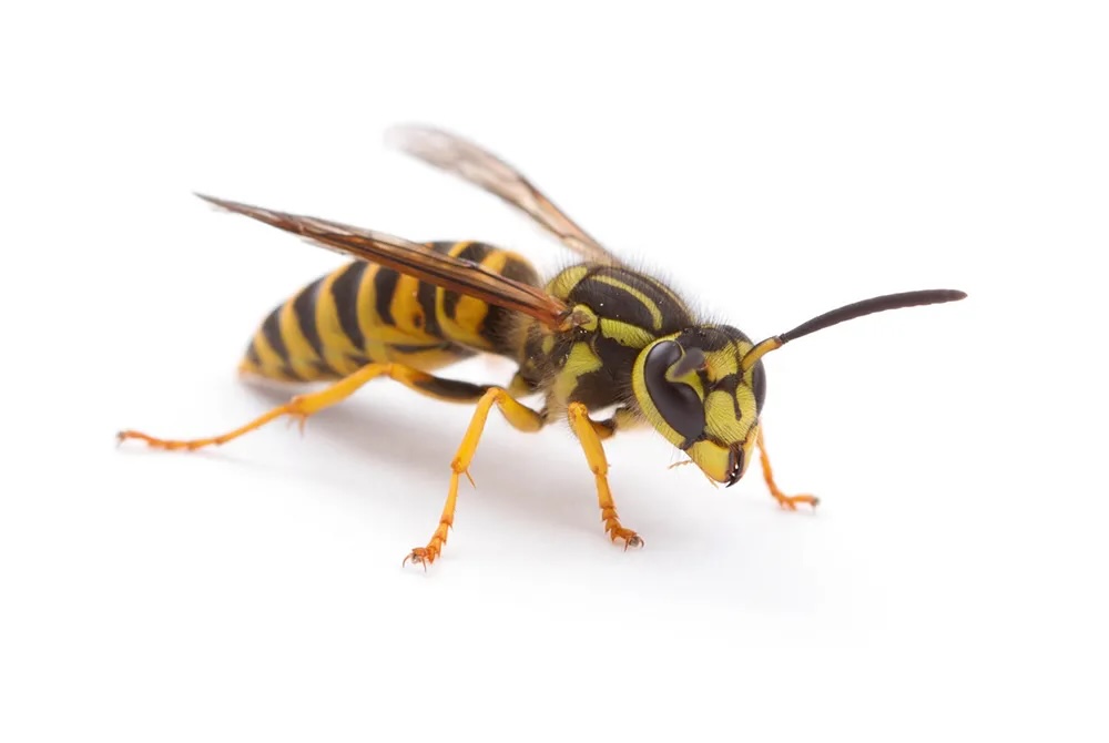 Yellow jacket wasp close-up