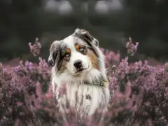 Bernese Mountain Dog resting peacefully in a sunlit meadow