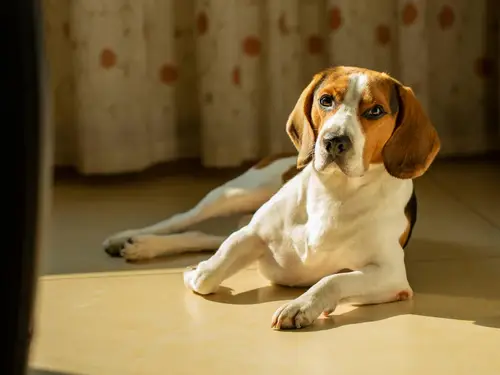 Beagle resting peacefully in afternoon sunlight